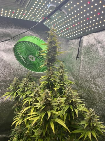 My First Four — flower, day 100