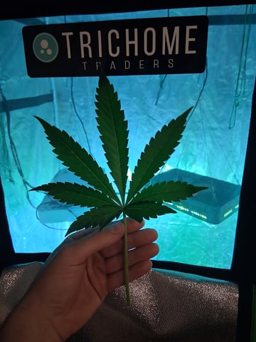 first auto grow — flower, day 34