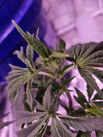 gary poppins — vegetative, day 39