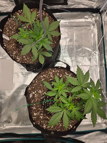 3rd Grow 3x3 tent — vegetative, day 23