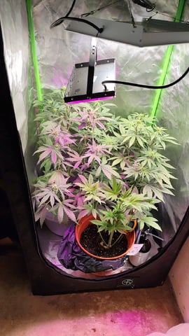 Indoor 1 — vegetative, day 18