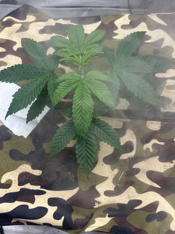 The Bling  — seedling_rooting, day 27