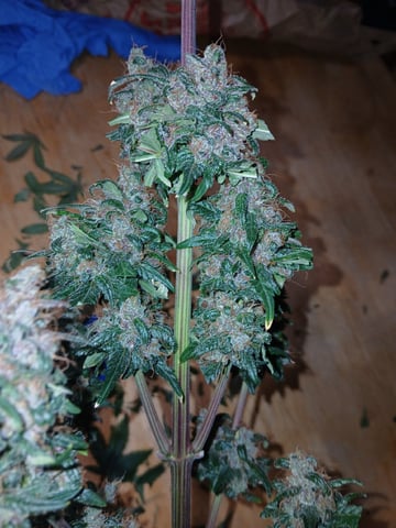 CountryG  — seedling_rooting, day 78