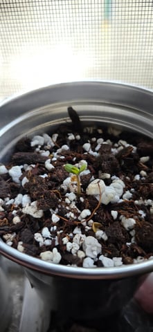 Mystery Weed Plant — seedling_rooting, day 1