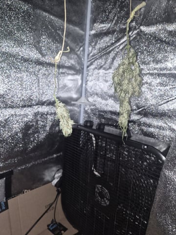 I'll get it right — harvest, day 103