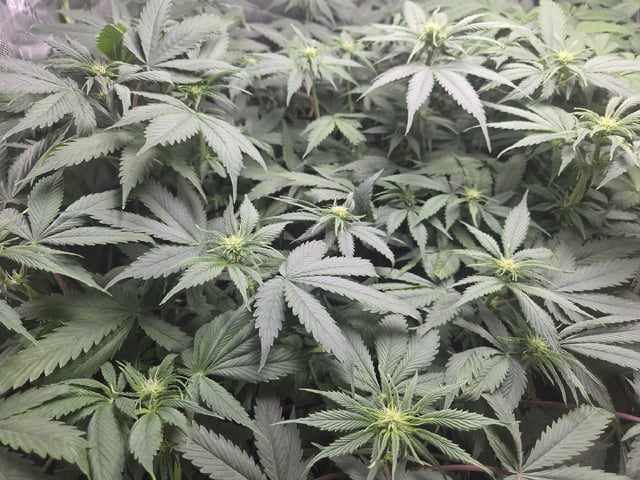 White Widow + Papaya Bomb — flower, day 65