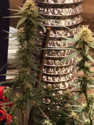 jay seaton  — done, day 251