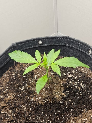 Gorilla Z auto — vegetative, day 30