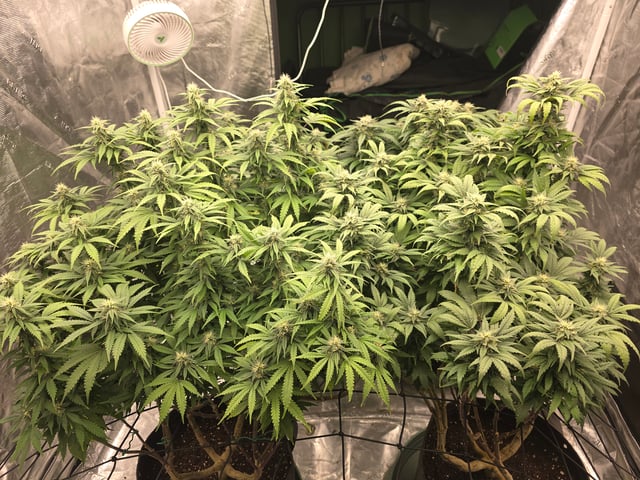 outdoor start/indoor 2025 — flower, day 182