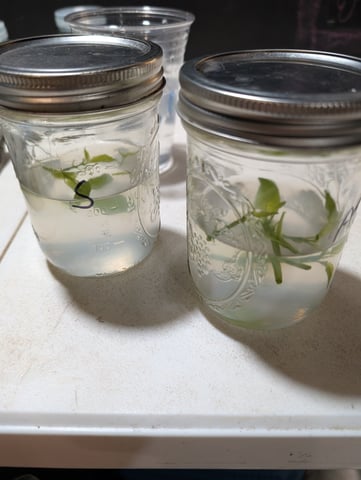 Plant in a test tube — seedling_rooting, day 2