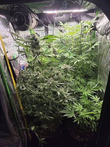 Special Kush#1 and Purple Queen Auto  — flower, day 72