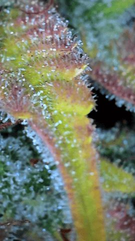 First Autoflower Indoor — flower, day 39