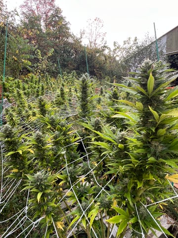 Indoor Grow  — flower, day 63