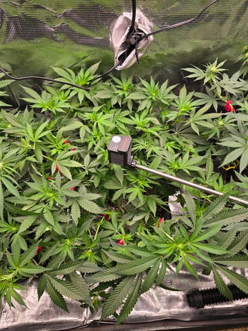 Dirty Bird - Thousand Island Fem & Platinum Kush Breath Remix x Grape Cakehead Fem Photo  — flower, day 64