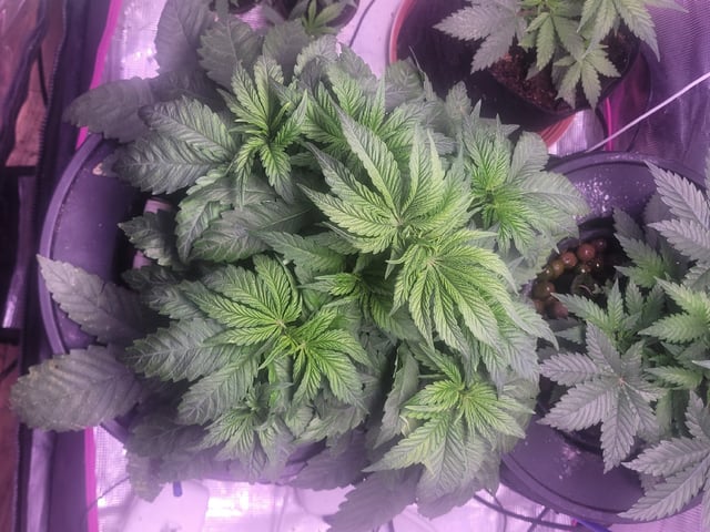 Making Crosses  — vegetative, day 74