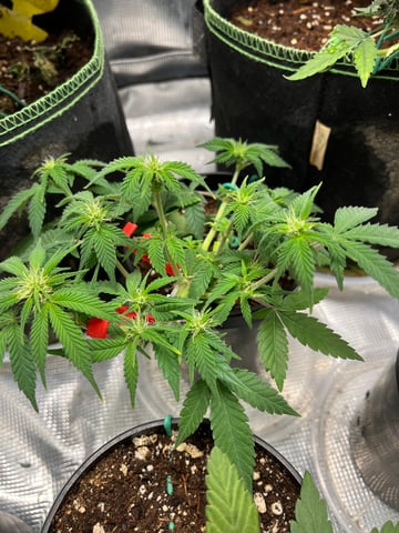 32oz Container Grow — auto, day 13