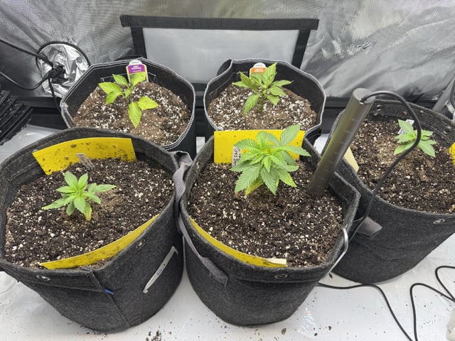 Gas Man #1 — vegetative, day 26