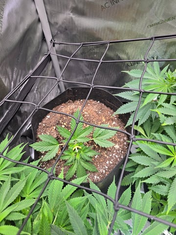 Purple Haze  — flower, day 49