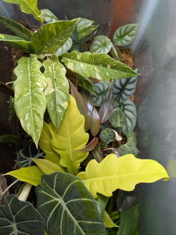 See what grows — vegetative, day 175