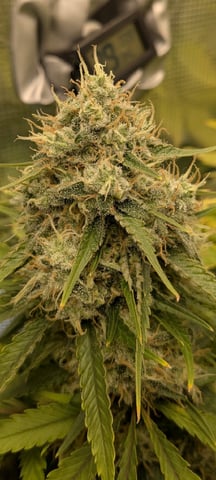 Perpetual Garden — flower, day 40