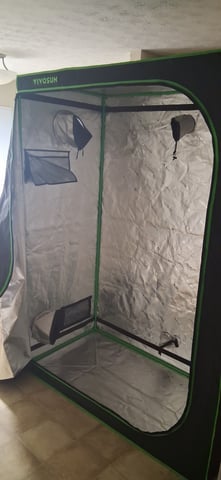 blueberry funk — vegetative, day 65