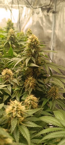 First Time Growing 
