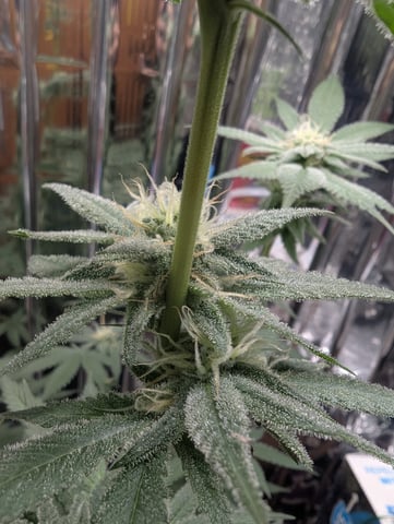 B E A utiful  — flower, day 97