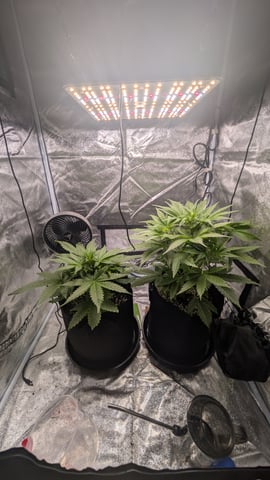 Grow 1 — vegetative, day 32