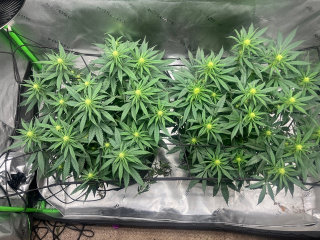 Blue Dream Photos — flower, day 65