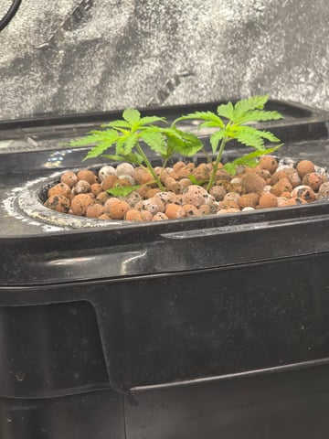 Growing — vegetative, day 43