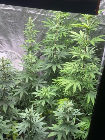Panama Red Regular Jamaican Landraces — flower, day 35