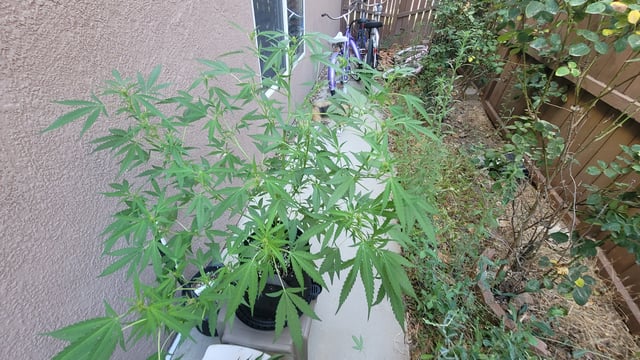 Poison Rainbows — vegetative, day 103