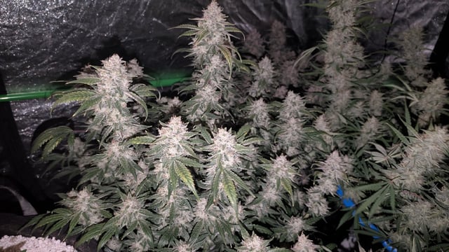 Perpetual Autoflower Mixed Grow #3 — flower, day 75