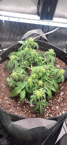 Number Two.  Lola — flower, day 52