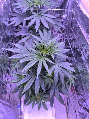 unknown strain 1st grow — flower, day 40