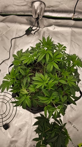 first grow — vegetative, day 40
