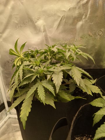 first grow — flower, day 22