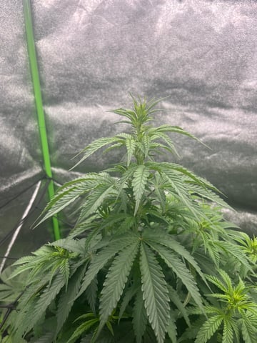 My First Four — flower, day 59