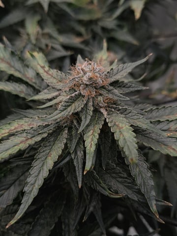 Blackberry Kush — flower, day 111