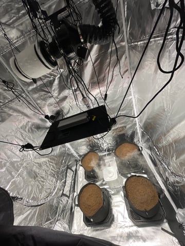 1st Ever Grow (GodFather OG) (Coco) — seedling_rooting, day 4