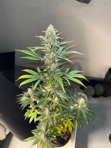 white runtz auto flower — flower, day 61