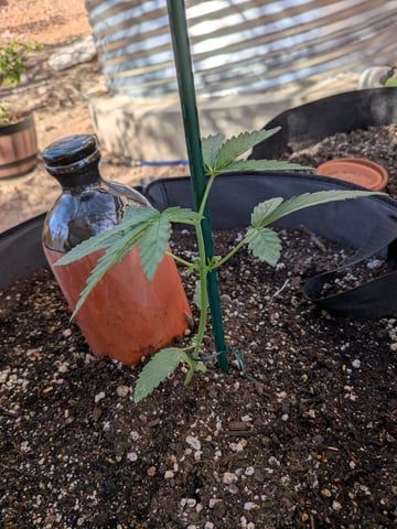 October Start — vegetative, day 30