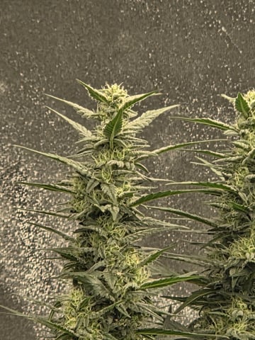 5 th grow still trying to dial it in and get big harvest  — flower, day 104