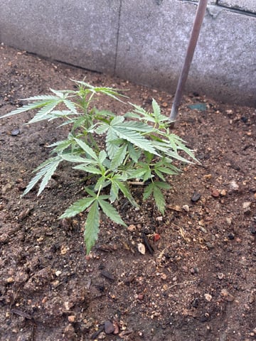 Fast Buds Auto And Special Queen Auto — vegetative, day 28