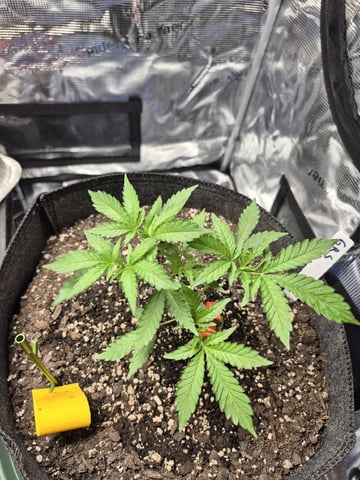 Grow 1 2026 Gelato Rainbow Sherbert  — vegetative, day 25