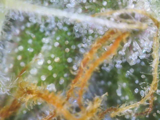 Purple Haze Auto — flower, day 80