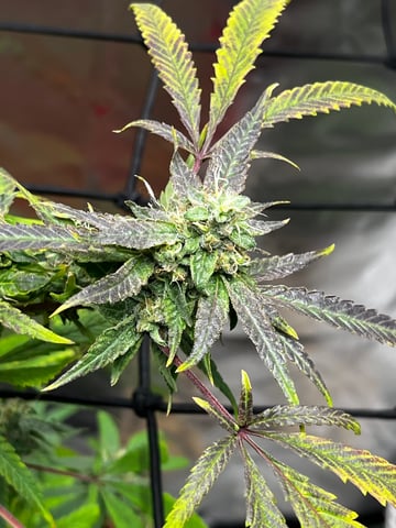 My Devine Conscious  — flower, day 156