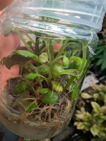 Plant in a test tube — seedling_rooting, day 94