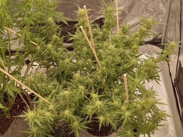   and one L.a kush cake .