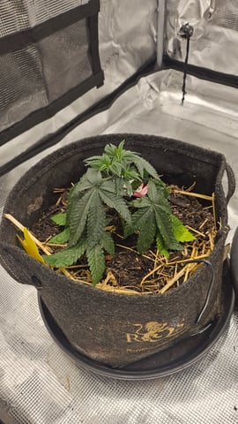 First Feminized Grow  — vegetative, day 36